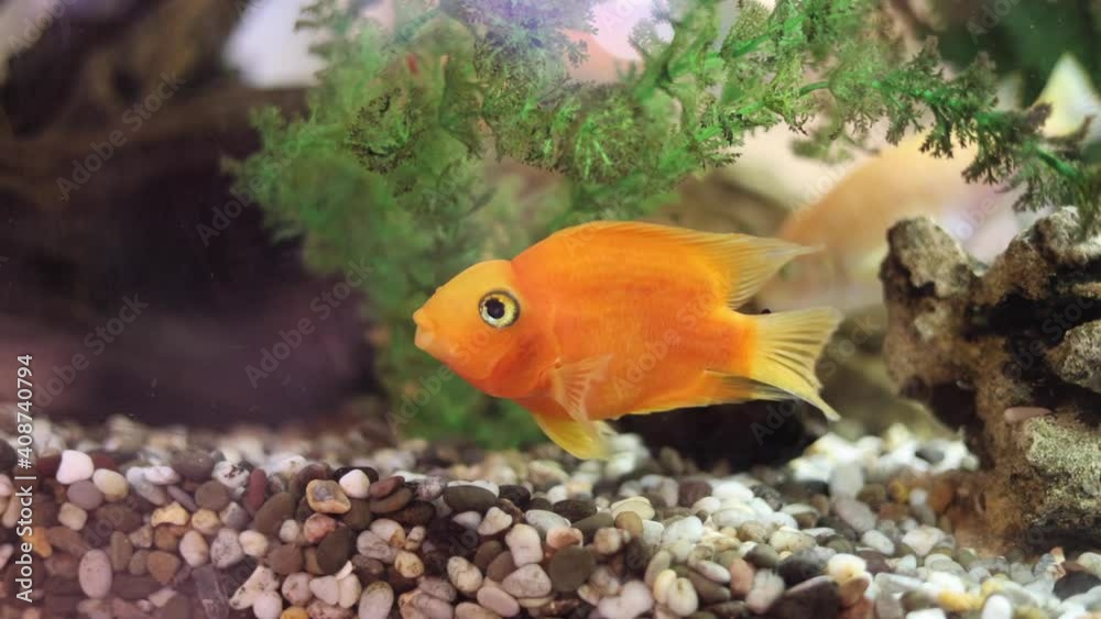 golden decorative fish in an aquarium on a background of green underwater plants and stones golden decorative fish in an aquarium on a background of green underwater plants and stones