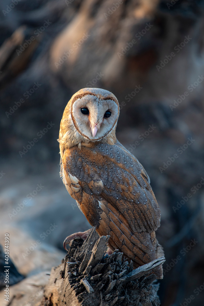 Naklejka The barn owl is the most widely distributed species of owl in the world and one of the most widespread of all species of birds.