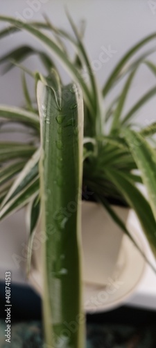 Chlorophytum plant 