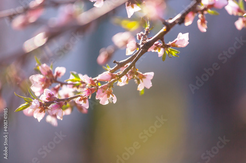 Blossom cherry © Galyna Andrushko