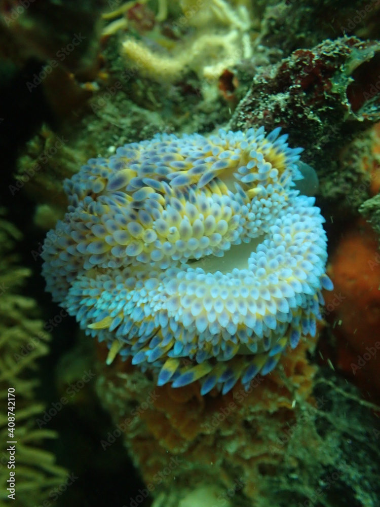 Obraz premium Two gasflame nudibranchs. 