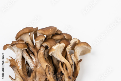 Japanese mushrooms on white background