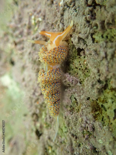 Four colour nudibranch photo