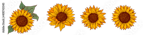 Sunflower vector illustration. Sunflower isolated. Botanical floral illustration. Yellow summer flower
