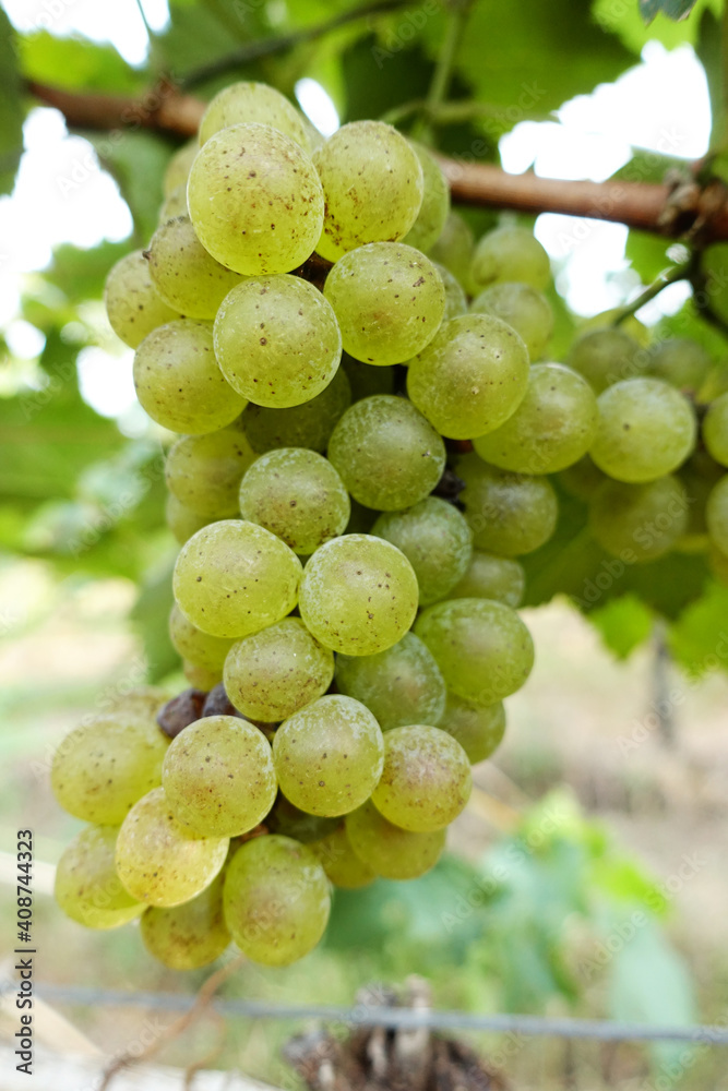 Vine and bunch of white grapes in garden