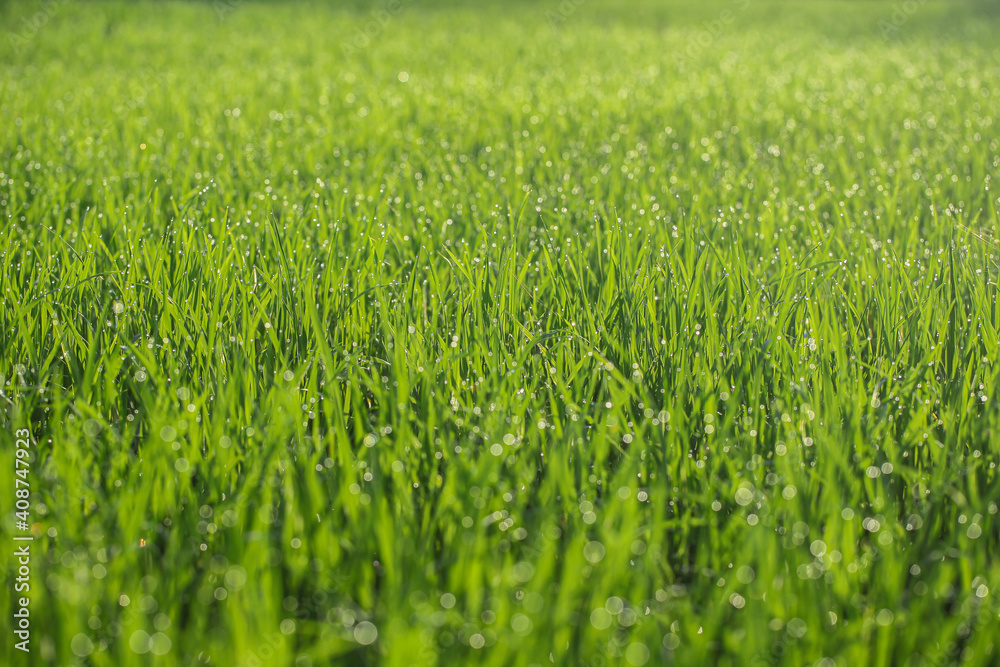 Closeup of grass in the morning 