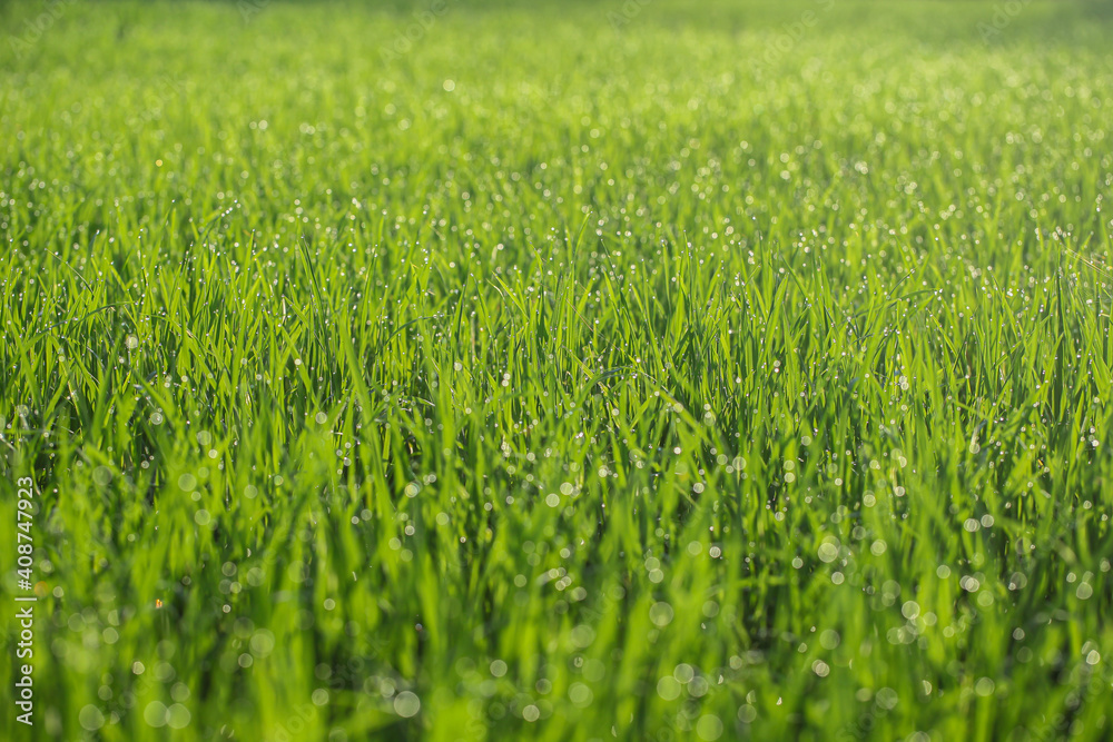 Closeup of grass in the morning Closeup of grass in the morning