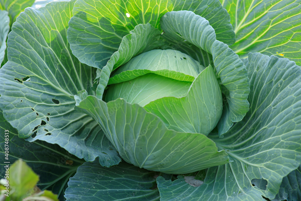Fototapeta premium Green cabbages in growth at vegetable garden