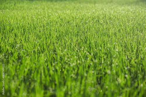 Closeup of grass in the morning 