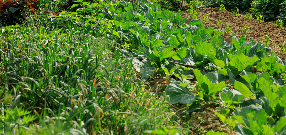 Green cabbage and garlic in growth at vegetable garden