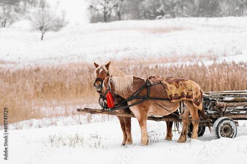 horses and cart on snow in winter
