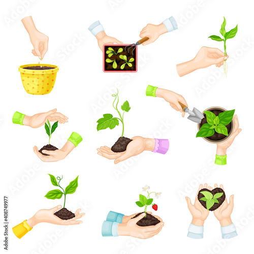 Hands Setting Plants and Green Seedling in Flower Pot Vector Set