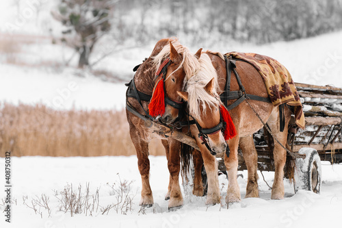 horses in snow in winter field
