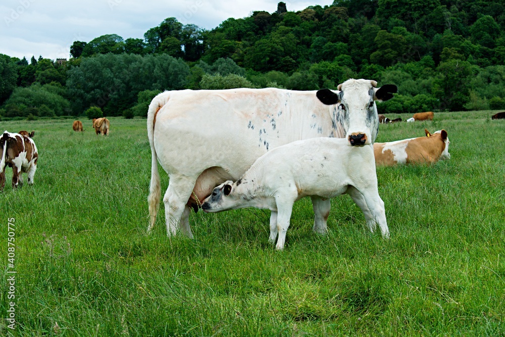 White calf suckling milk from mothers teat. Dairy cow. White calf suckling milk from mothers teat. Dairy cow.