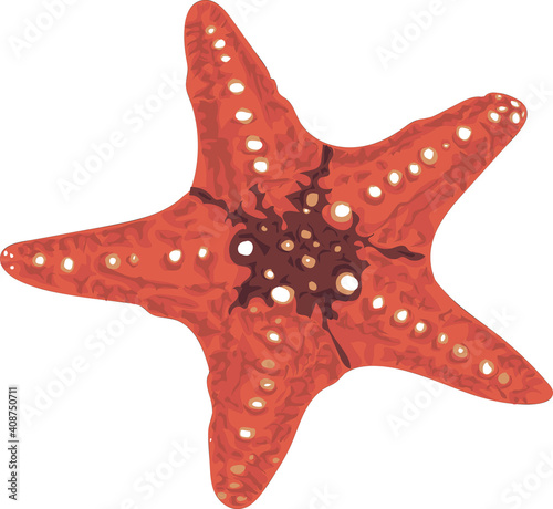 Realistic sea star - high detailed vector isolated on white