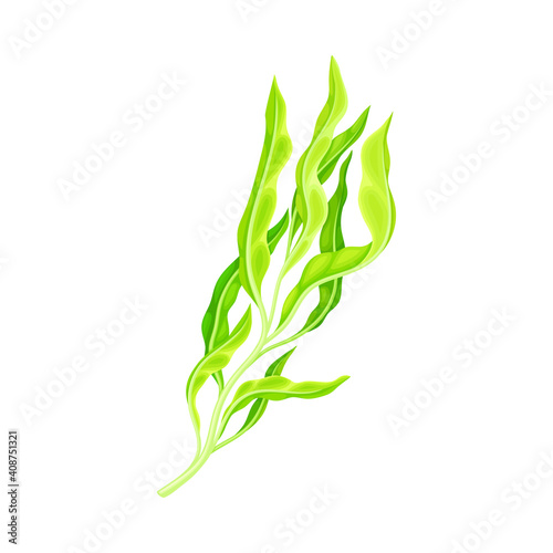 Green Hijiki Seaweed or Sargassum as Asian Sea Vegetable Vector Illustration