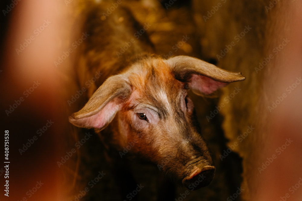 Fototapeta premium close up of a pig
