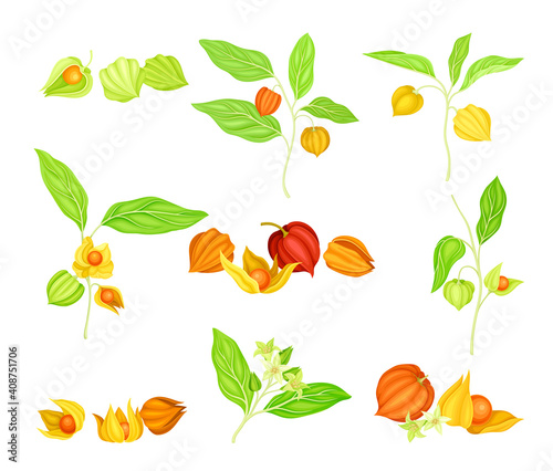 Ashwagandha or Indian Ginseng as Perennial Specie with Elliptic Leaves and Bell-shaped Flowers Vector Set