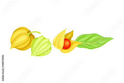 Fototapeta Naklejka Na Ścianę i Meble -  Indian Ginseng or Physalis Papery Husk or Calyx Enclosing Small Orange Fruit and Green Elliptic Leaf Vector Illustration