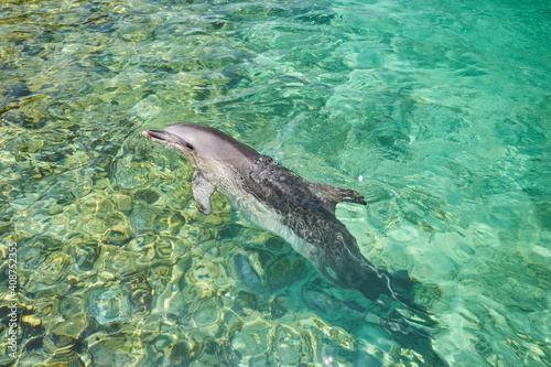 Dolphin portrait while looking at you