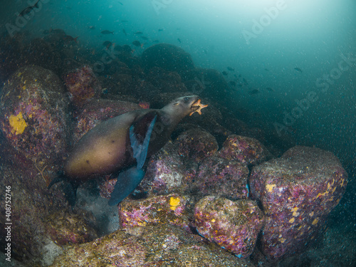 California sea lion playing with a sea star (La Paz, Baja California Sur, Mexico) photo