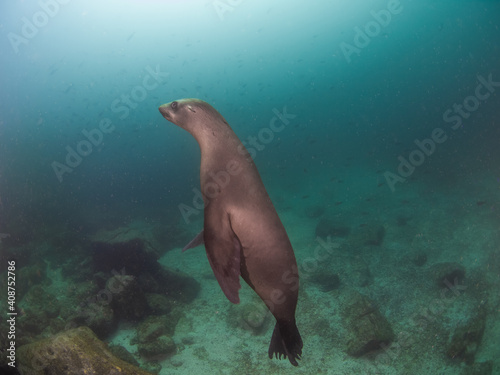 California sea lion (La Paz, Baja California Sur, Mexico)