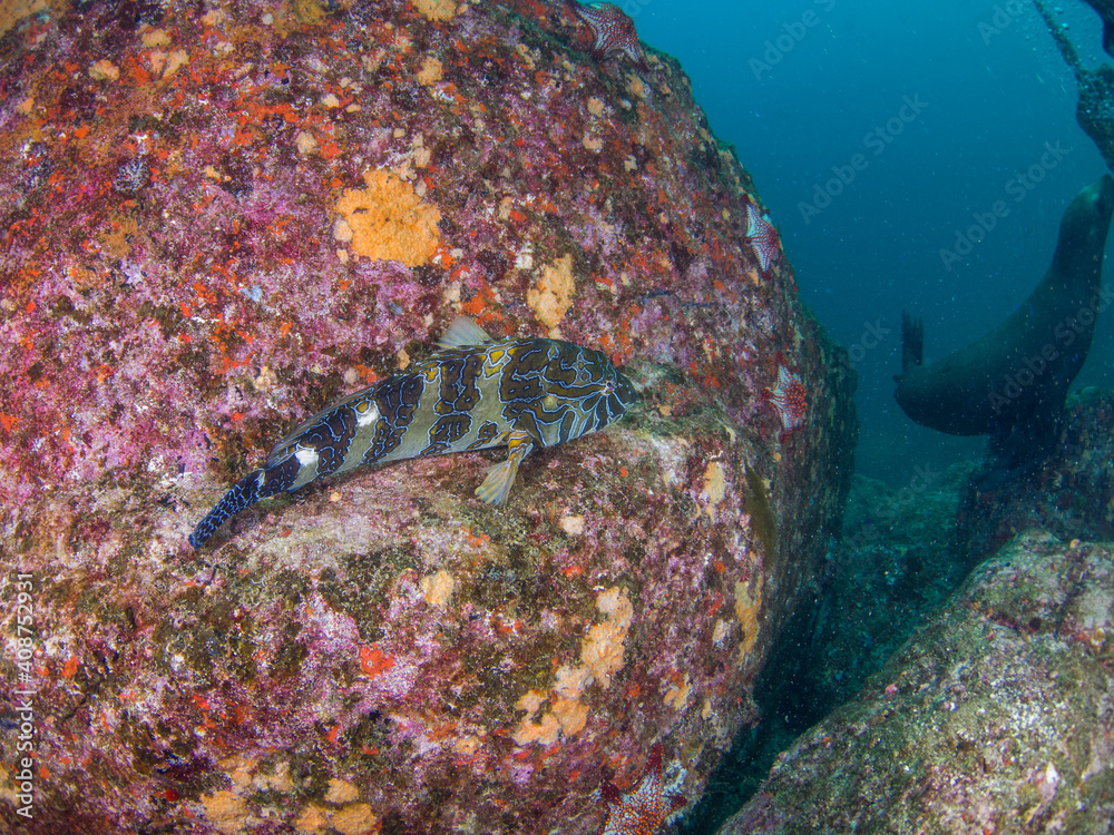 Giant hawkfish on a rock (La Paz, Baja California Sur, Mexico)