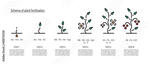 Scheme of fertilization of plants depending on the stage of growth