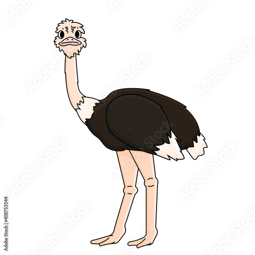 African ostrich stands on two legs and looks. Animal is isolated on white background