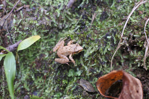 Young Tago's brown frog is on the mossy ground. Bird's view point.