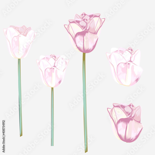 Set of vector hand drawn tulips in watercolor style