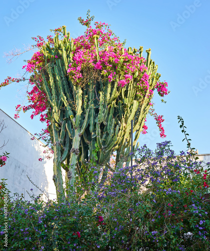 Wallpaper Mural A huge cactus in the form of a tree, blooming in red flowers, grow in a residential area of the city of Bodrum Torontodigital.ca