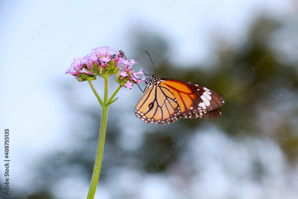 Obraz premium Butterfly Flower Images. Beautiful butterfly on flowers. This photo contains a beautiful butterfly with wings sitting on colored flowers. a nice cute and latest nature photo of flowers.