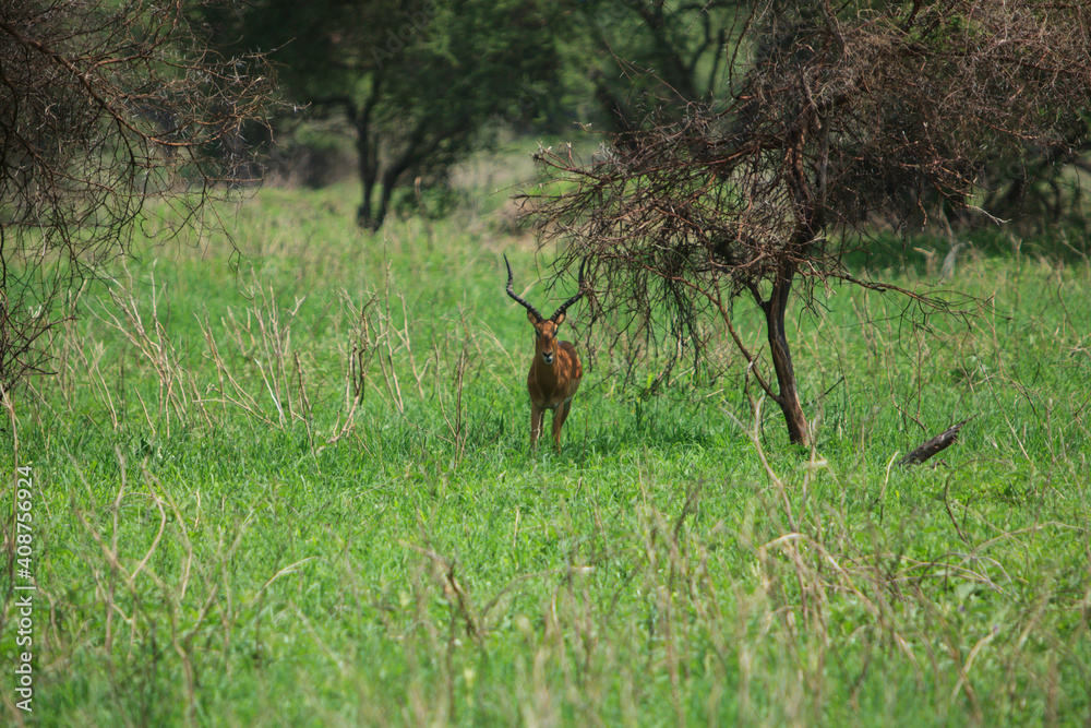 Животные в Африке, Animals in Africa Животные в Африке, Animals in Africa