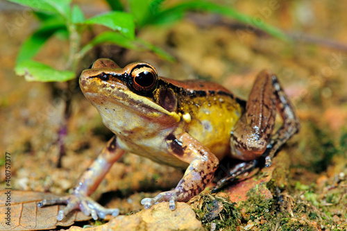 Bronzed frog // Bronzefrosch (Indosylvirana temporalis) - Sri Lanka photo