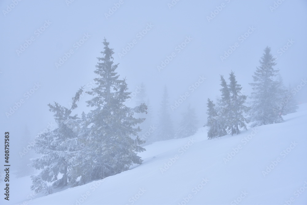 A winter landscape with silhouettes of trees standing in snowy slope in fog