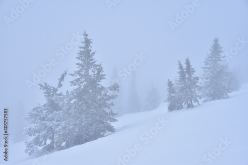 A winter landscape with silhouettes of trees standing in snowy slope in fog