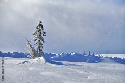 A winter landscape with silhouettes of trees with a dramatic sky with clouds in the background