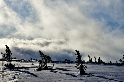 A winter landscape with silhouettes of trees with a dramatic sky with clouds in the background