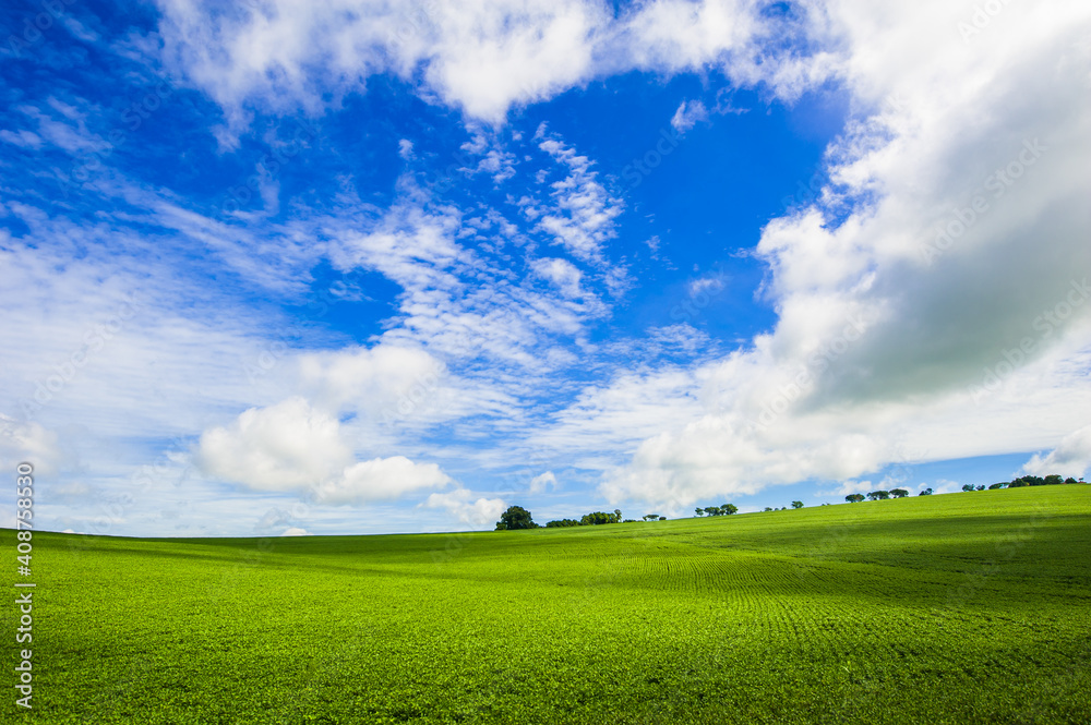 soy plantation. agriculture and development soy plantation. agriculture and development