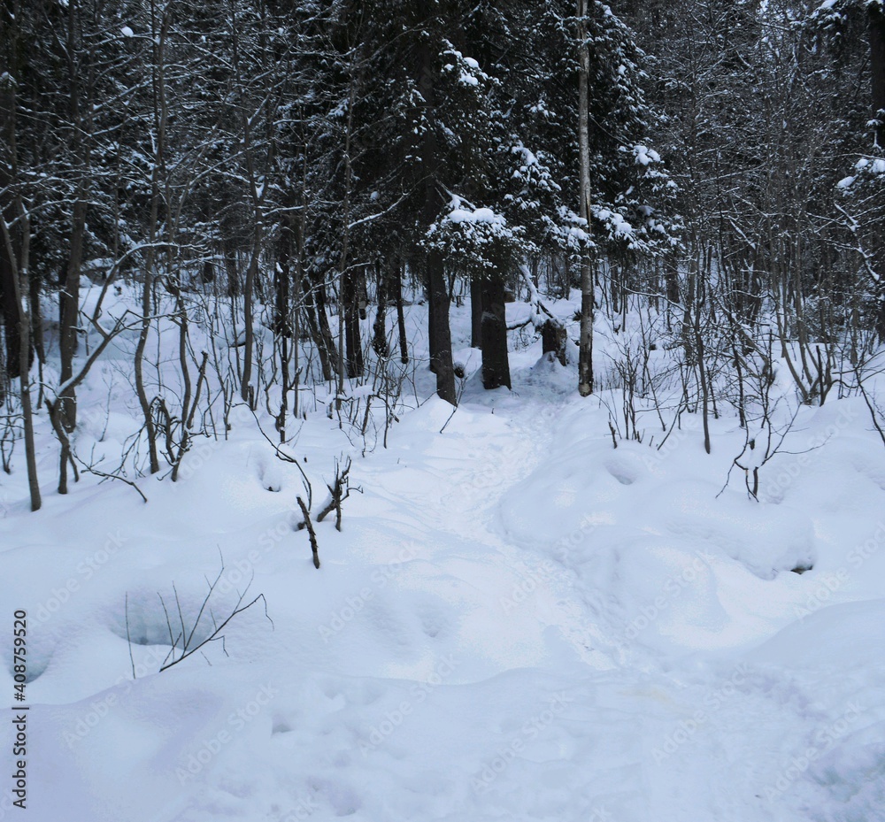 Fototapeta premium snow covered trees