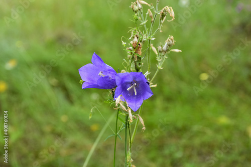 Wildflowers. Delicate purple bell on a green background. purple wildflower, bell flower