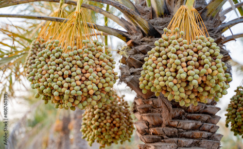 Plantation of date palms. Tropical agriculture industry in the Middle East.