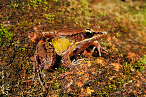 Bronzefrosch // Bronzed frog (Indosylvirana temporalis) - Sri Lanka photo