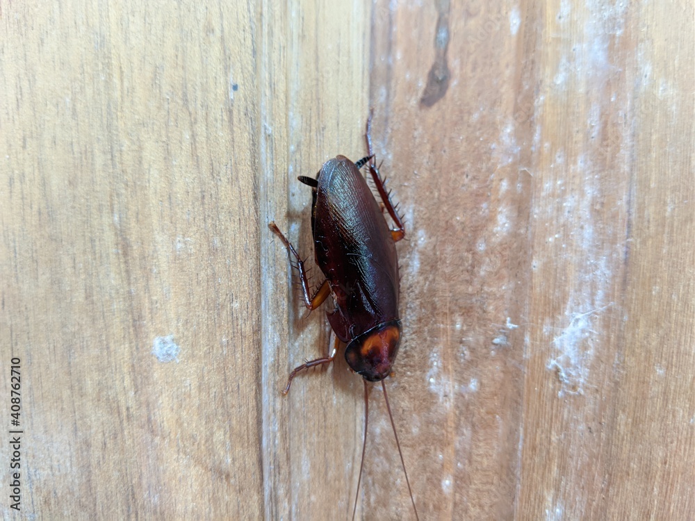 Closeup of Cockroach at the brown door Closeup of Cockroach at the brown door