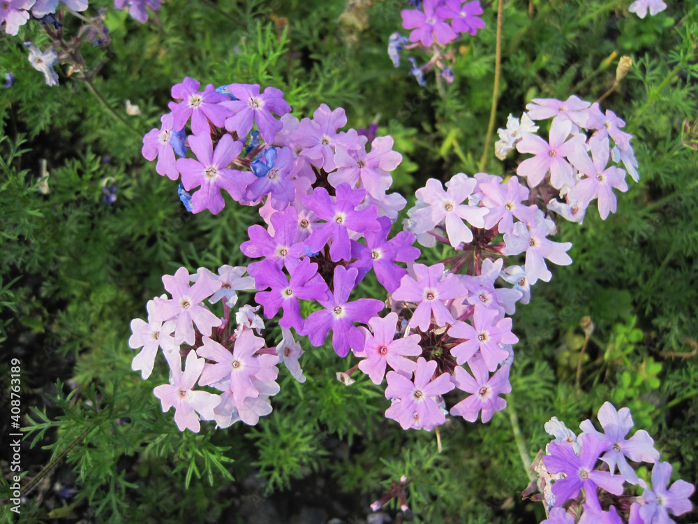 light purple verbena flowers