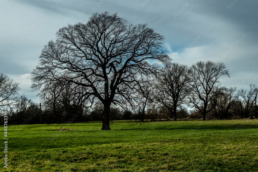 Obraz premium Baum, Winter