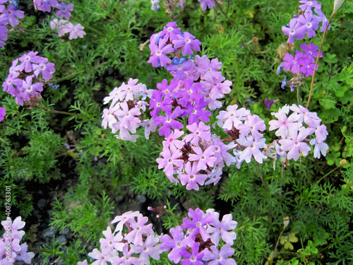 light purple verbena flowers