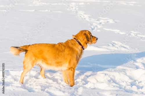 Lovely golden retriever playful in the snow at evening in the park.