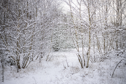 biła zima w lesie, drzewa gałęzie 
